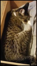 Spaz cat in box ACCAW